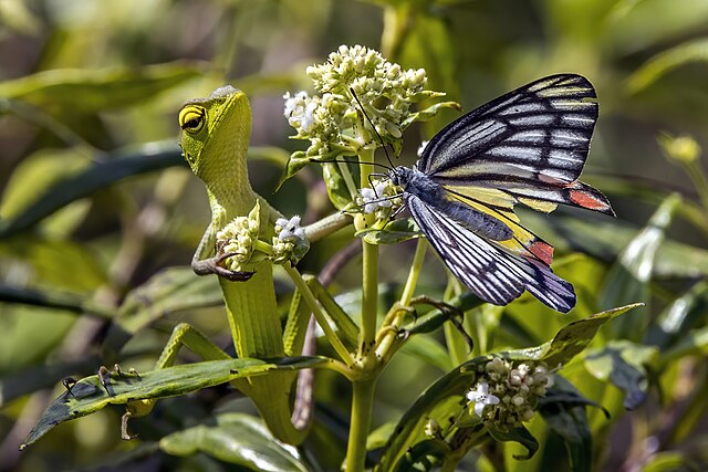 A small lizard climbing a flower, next to a butterfly of similar size.