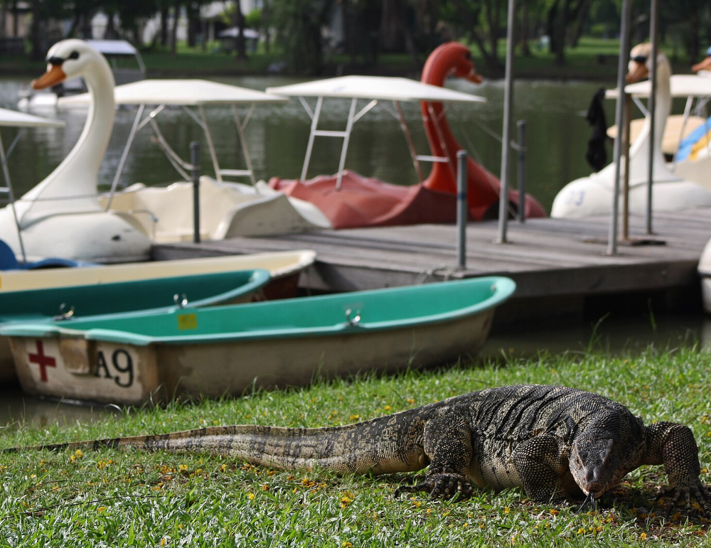 A large monitor lizard standing near a boat.