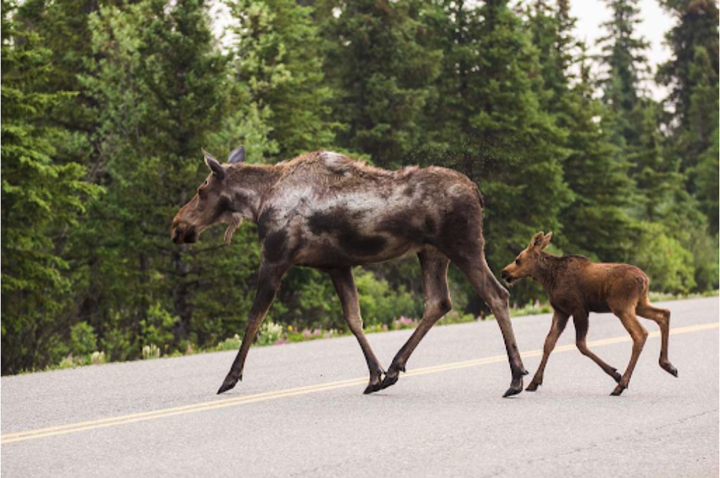 Moose mom and calf crossing the highway
